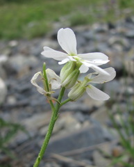 Hesperis matronalis voronovii