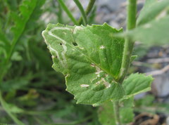 Hesperis matronalis voronovii