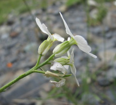 Hesperis matronalis voronovii