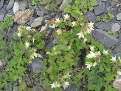 Campanula alliariifolia