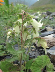 Campanula alliariifolia