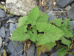 Campanula alliariifolia