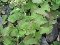 Campanula alliariifolia