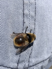 Cephenemyia stimulator