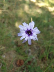 Catananche