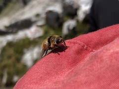 Cephenemyia stimulator
