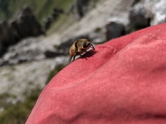 Cephenemyia stimulator
