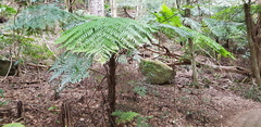 Alsophila leichhardtiana