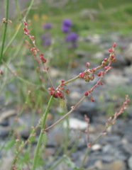 Rumex hastifolius