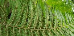 Alsophila leichhardtiana