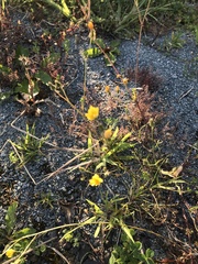 Leontodon hispidus hispidus