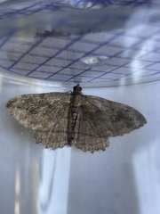 Philereme transversata