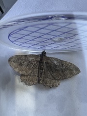 Philereme transversata