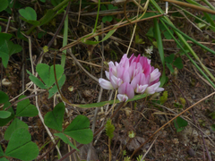 Trifolium polymorphum