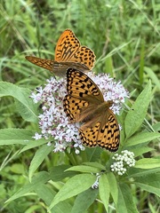 Argynnis adippe