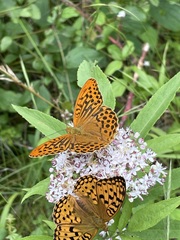 Argynnis adippe