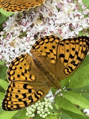 Argynnis adippe