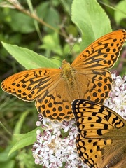 Argynnis adippe