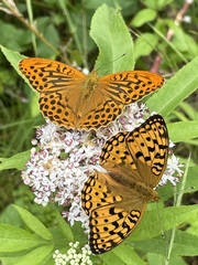 Argynnis adippe