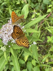 Argynnis adippe