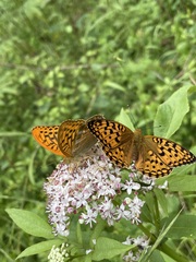 Argynnis adippe
