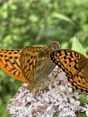 Argynnis adippe