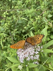 Argynnis adippe