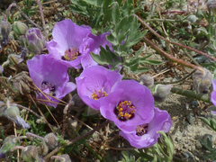 Cristaria glaucophylla