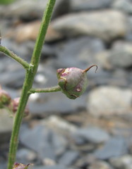 Scrophularia olympica