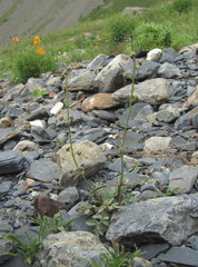 Scrophularia olympica