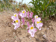 Alstroemeria magnifica