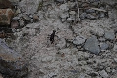 Cosmodela separata