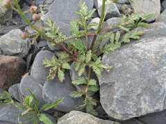 Scrophularia olympica