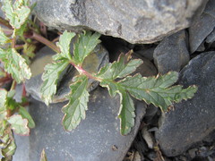 Scrophularia olympica