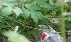 Takydromus septentrionalis