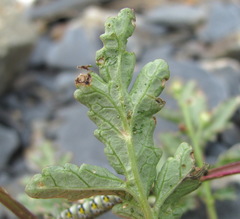 Scrophularia olympica