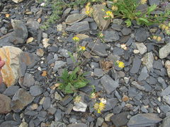 Anthyllis vulneraria polyphylla