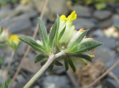Anthyllis vulneraria polyphylla