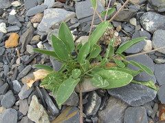 Anthyllis vulneraria polyphylla