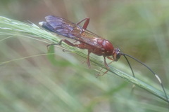 Leptophatnus