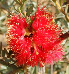 Melaleuca fulgens