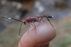 Leptophatnus