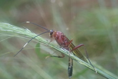 Leptophatnus