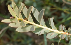 Melaleuca fulgens