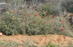 Melaleuca fulgens