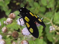 Procalypta victorina