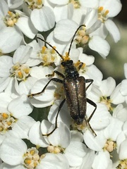 Acmaeops pratensis