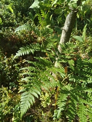 Pteridium pinetorum