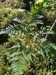Pteridium pinetorum