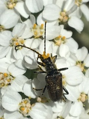Acmaeops pratensis